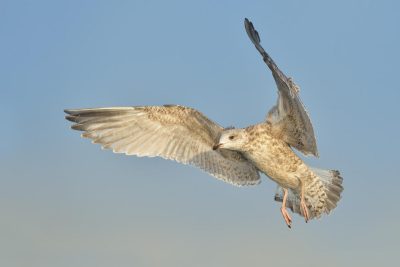 Fotoreise Sommerreise Helgoland - juvenile Möwe im Flug