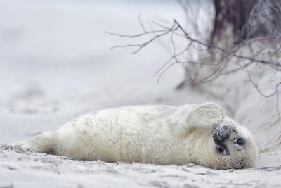 Fotoreise Winterreise Helgoland - Robbenbaby am Strand